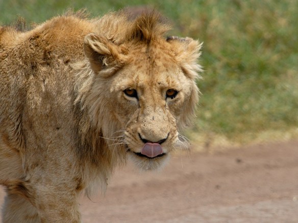 subadult_male_lion_mlabarbera