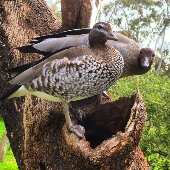 14494737259_1ee2e0850b_z