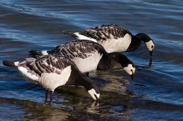 4812537877_c61f65bc79_z