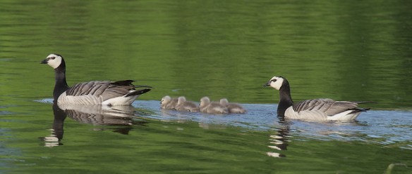 8528916006_705594189f_z