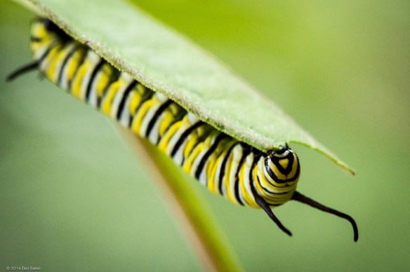 14995533357_981bbc4fca_z