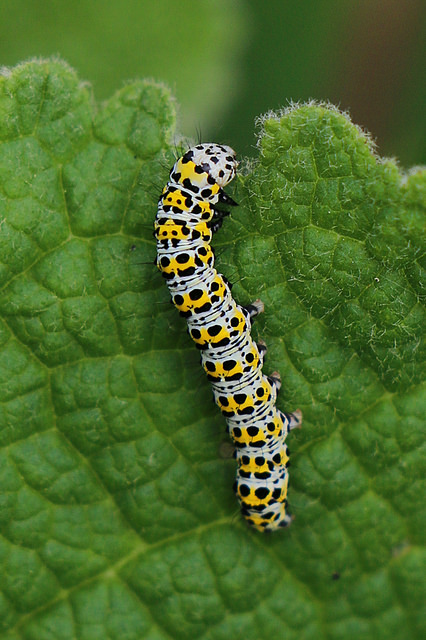 34401906654_b83b2986be_z