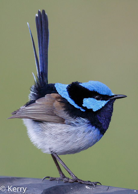 35336849364_fa3bfb8662_z