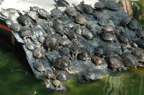 Madrid_turtles