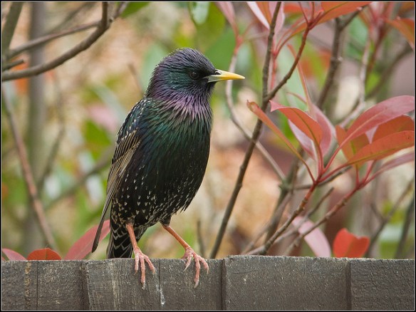 987598847_5d985fc1dc_z