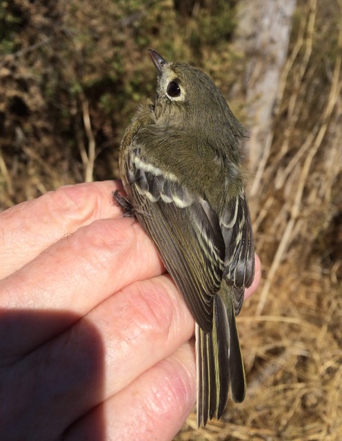 Hutton's Vireo