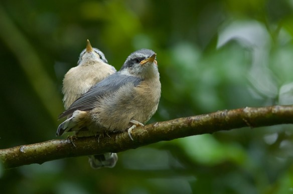 35078753401_0abb725c82_z