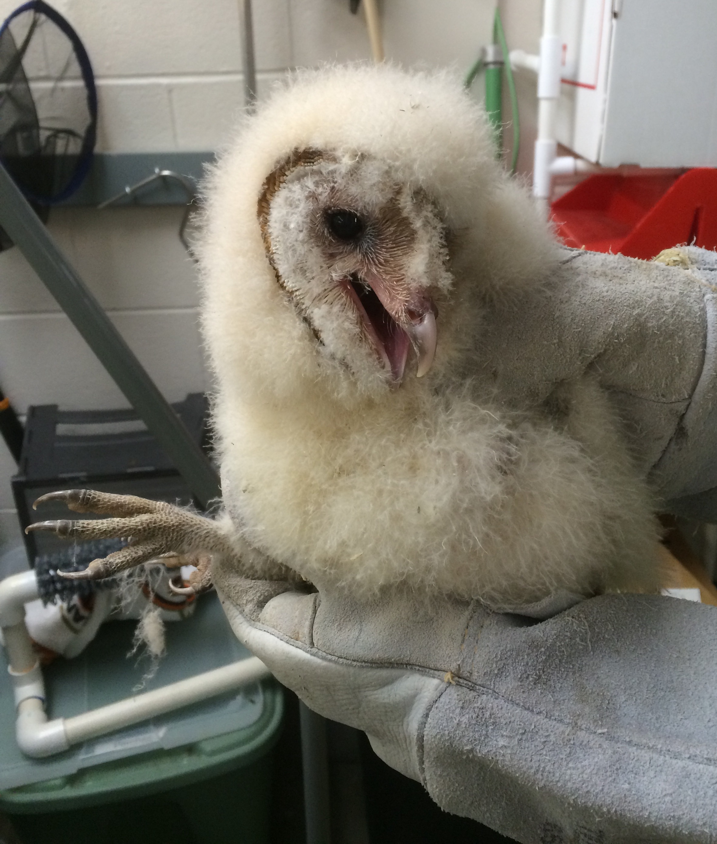 BarnOwl_chick