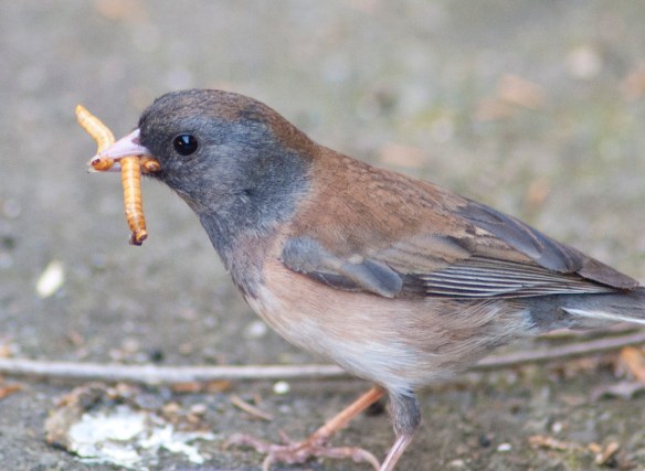 DSC_7125junco