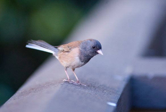 DSC_7137junco