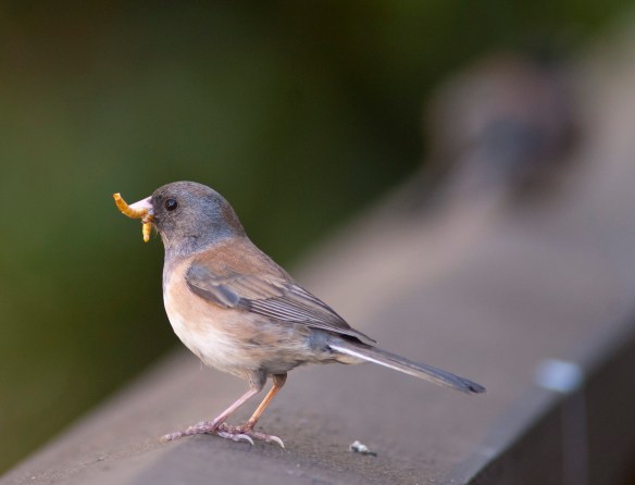 DSC_7190junco