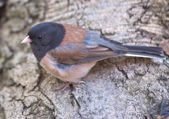 DSC_7259junco