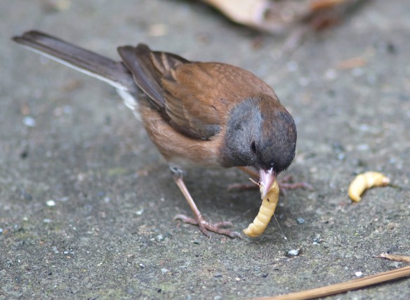 DSC_7382junco