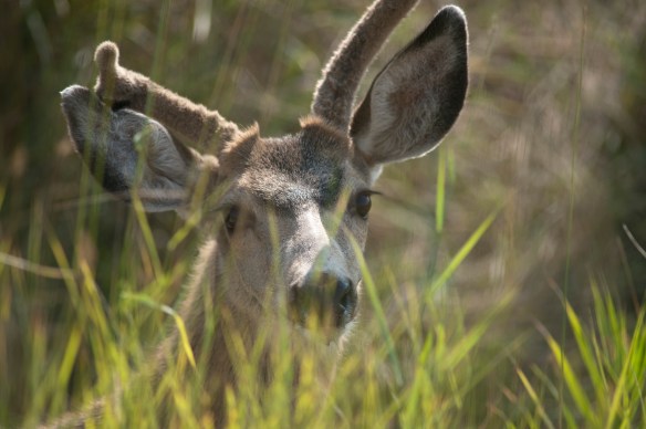 DSC_0317trilegged_deer