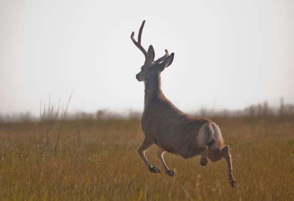 DSC_0326trilegged_deer