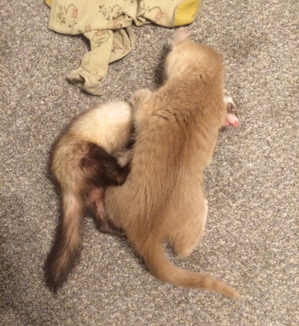 Tellin_Saxo_wrestle2