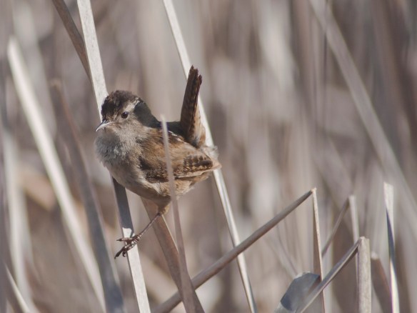 DSC_1619marshwren