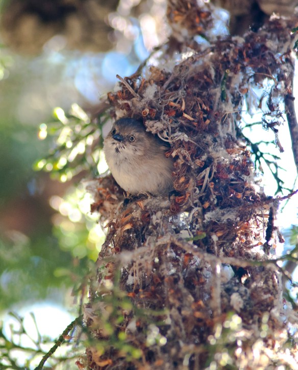 DSC_1858bushtitnest