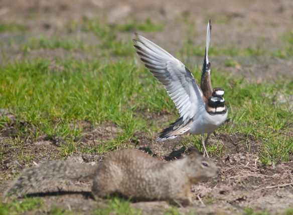 DSC_2092killdeer